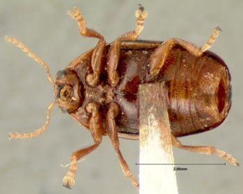 Media type: image; Entomology 9296   Aspect: habitus ventral view